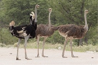 Самец и две самки страуса